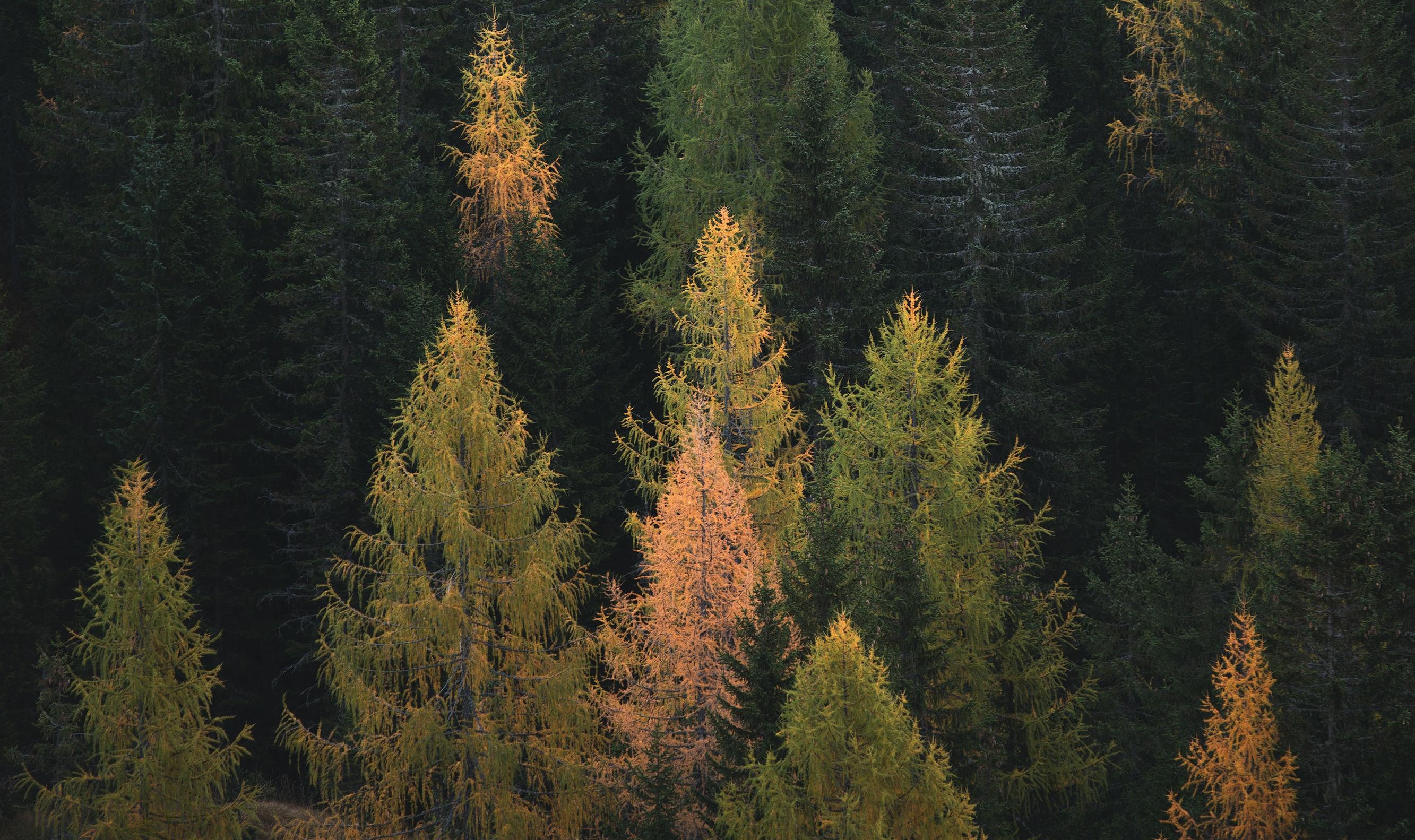 sound of trees is called in english